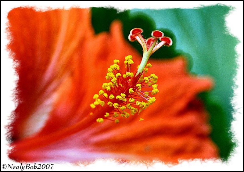 Hibiscus July 23 *