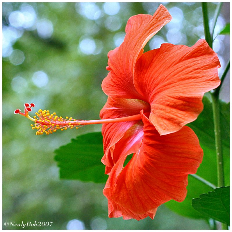 Hibiscus July 26 *