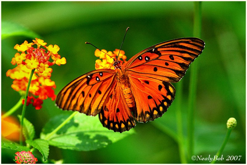 Gulf Fritillary August 4 *