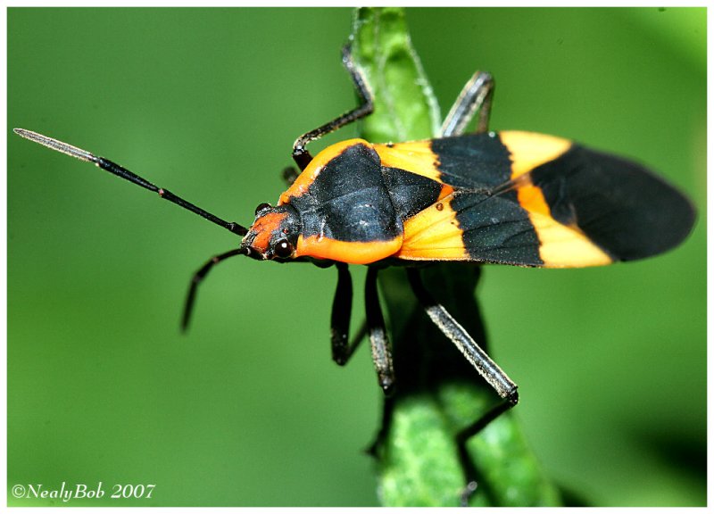 Bug Close-Up August 14*