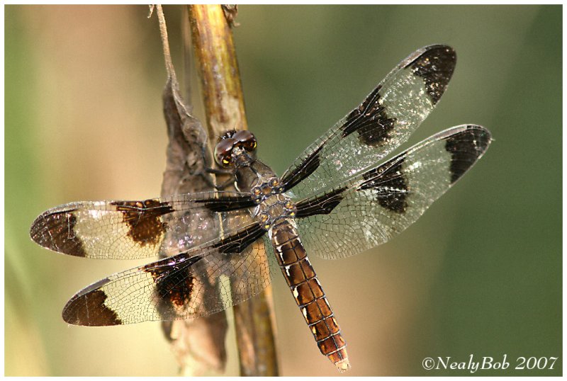 DragonFly August 22 *
