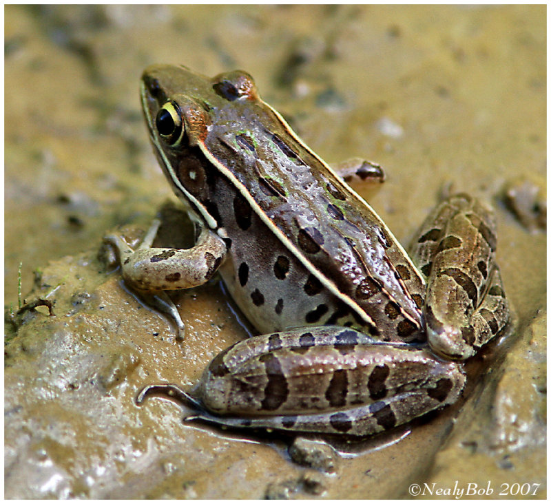 Frog