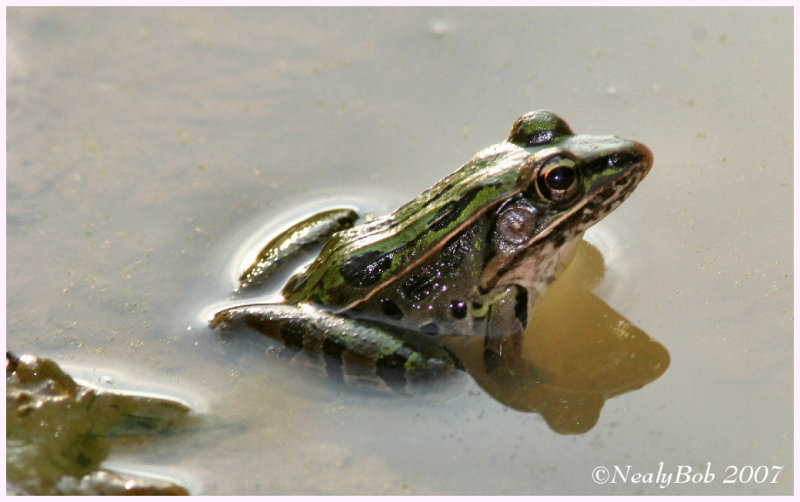 Frog