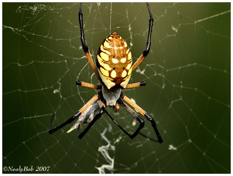 Garden Spider August 25