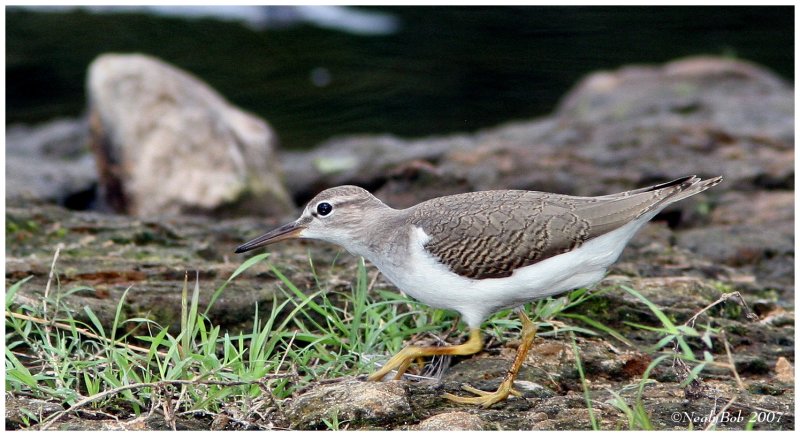 Sandpiper August 27