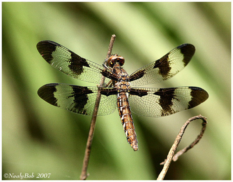 Dragon Fly