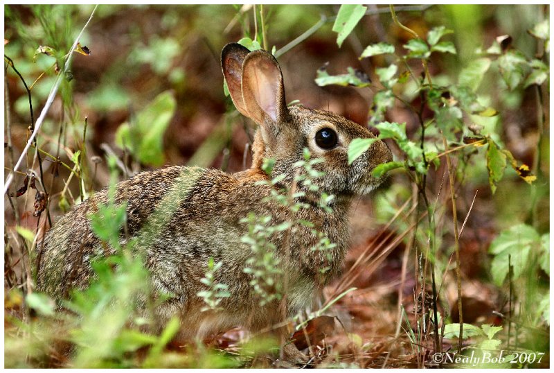 Bunny Rabbit