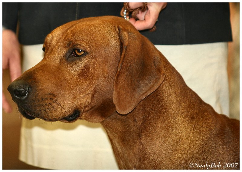 Rhodesian Ridgeback