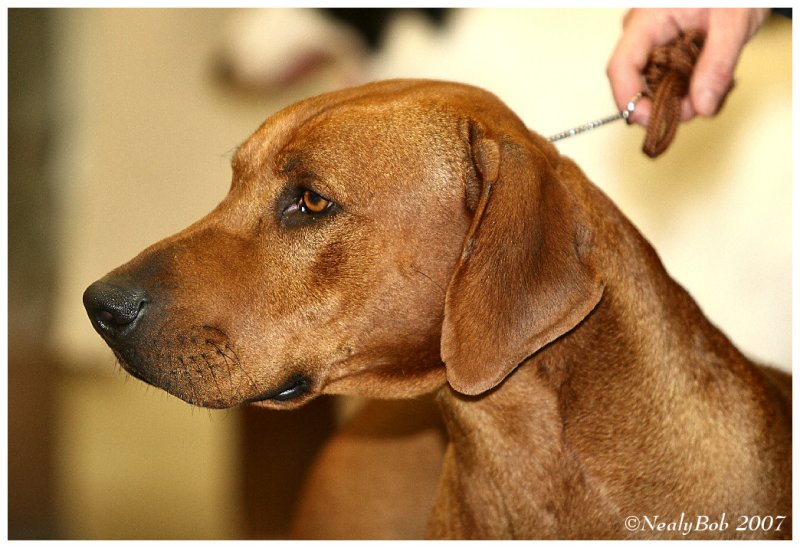 Rhodesian Ridgeback