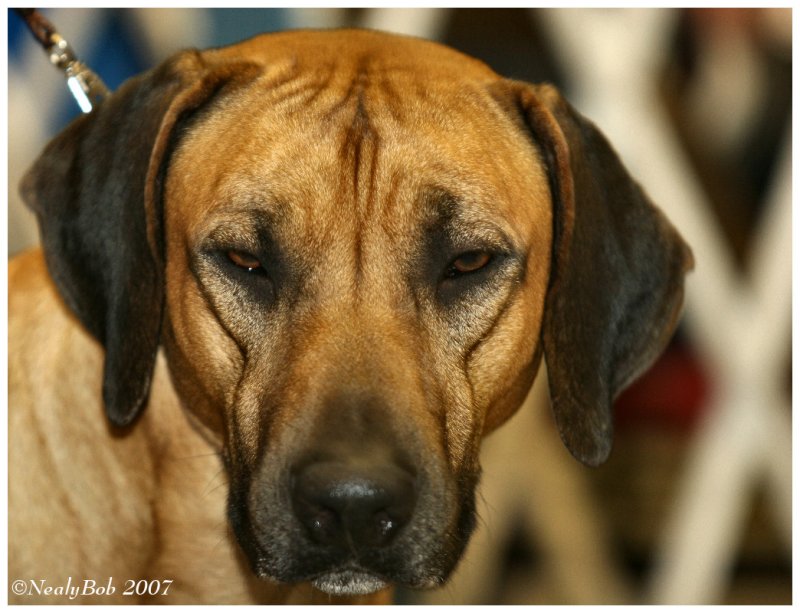 Rhodesian Ridgeback