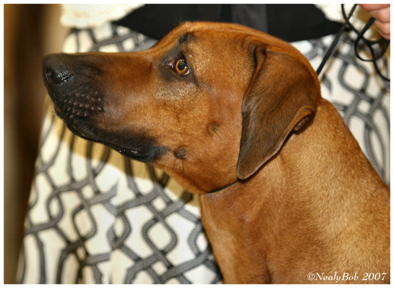 Rhodesian Ridgeback
