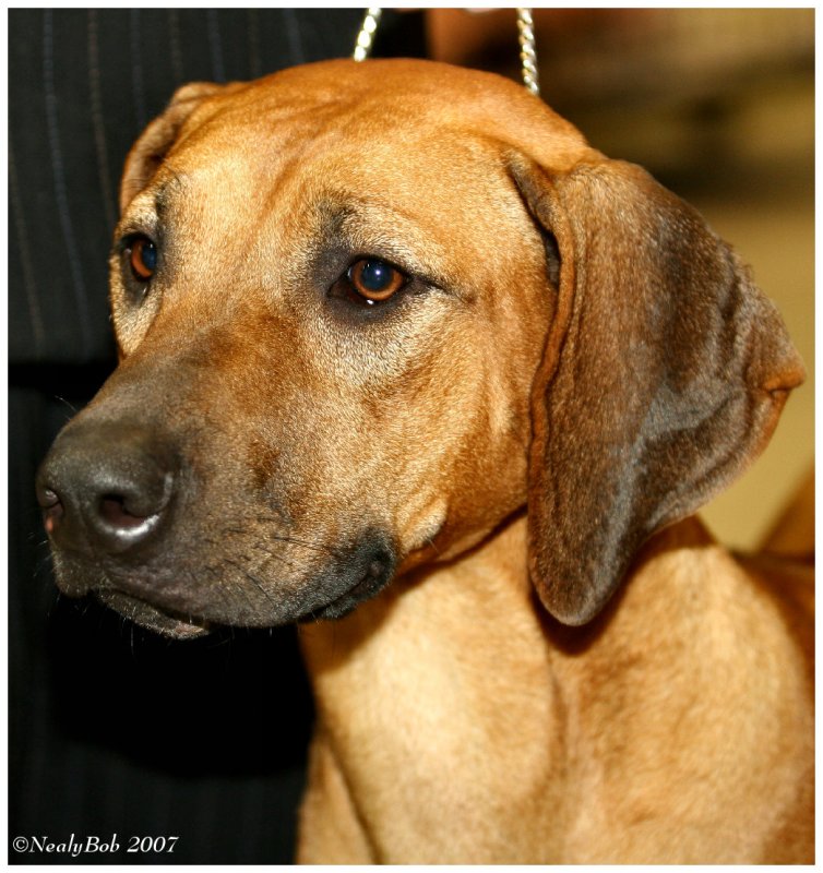 Rhodesian Ridgeback