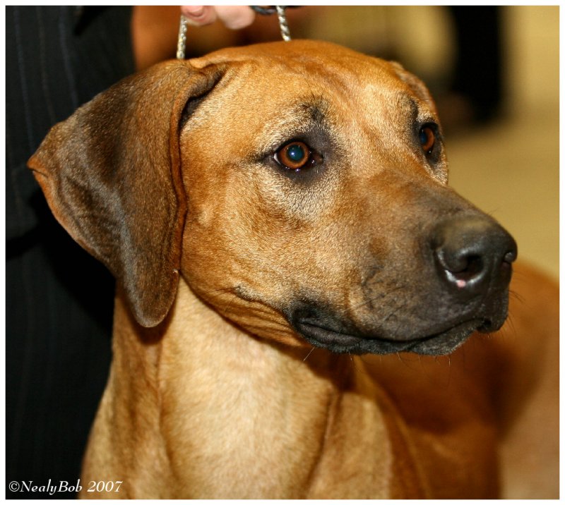 Rhodesian Ridgeback