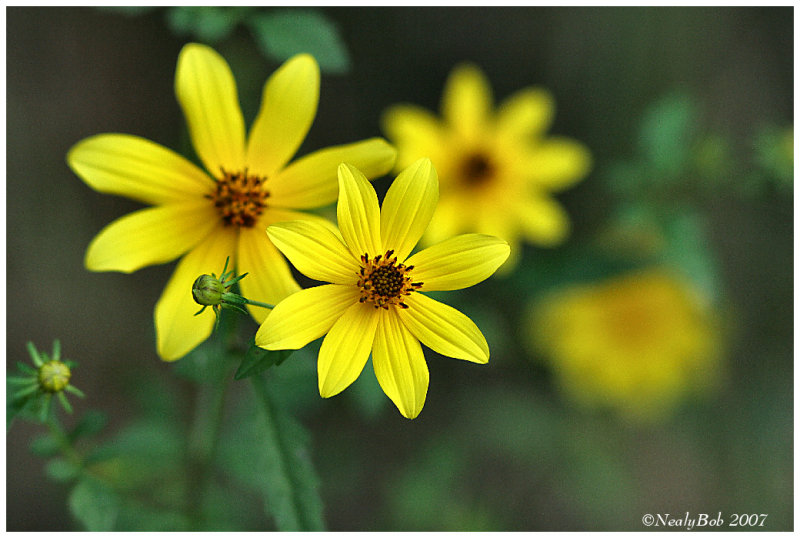 WildFlower September 21 *