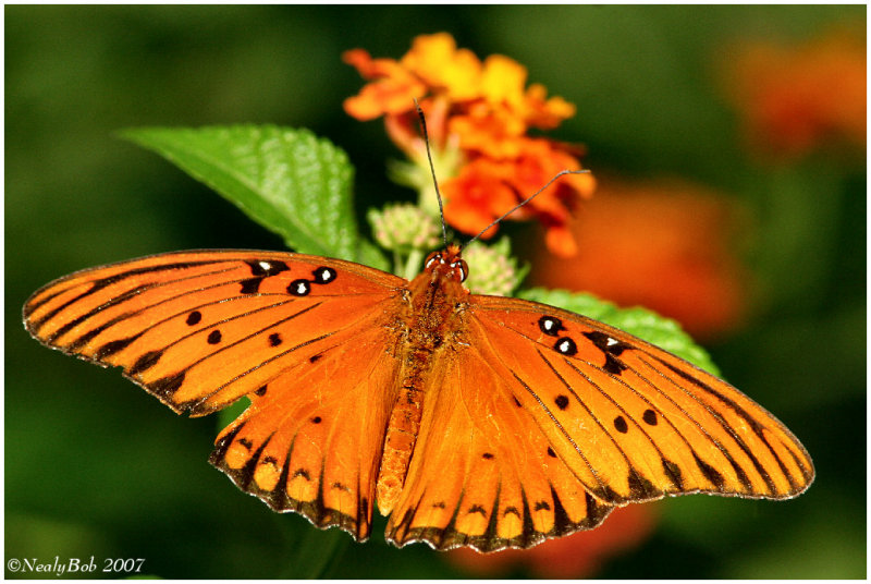 Butterfly September 28 *