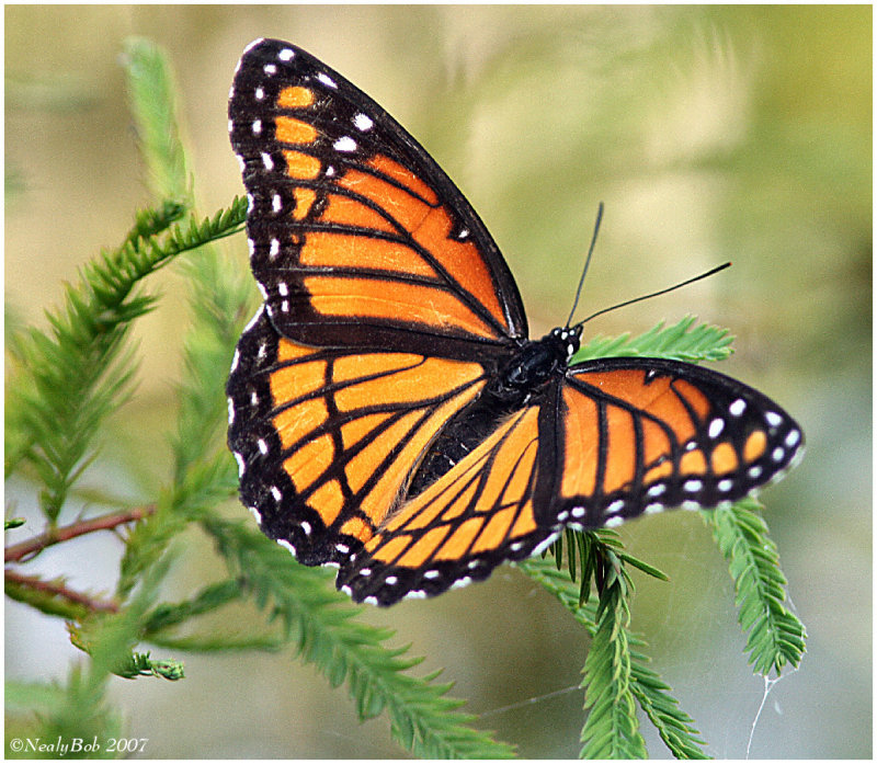 Viceroy Butterfly October 3 *