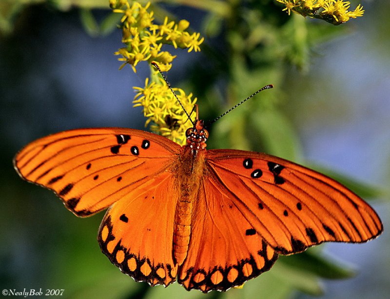 Butterfly October 6 *