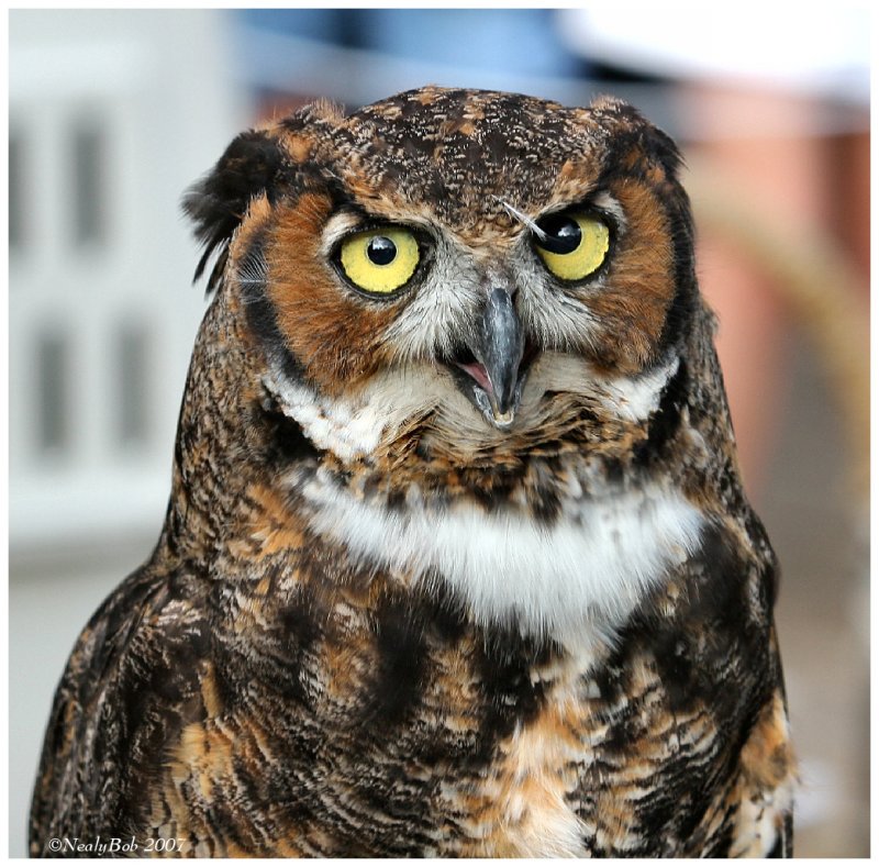 Great Horned Owl