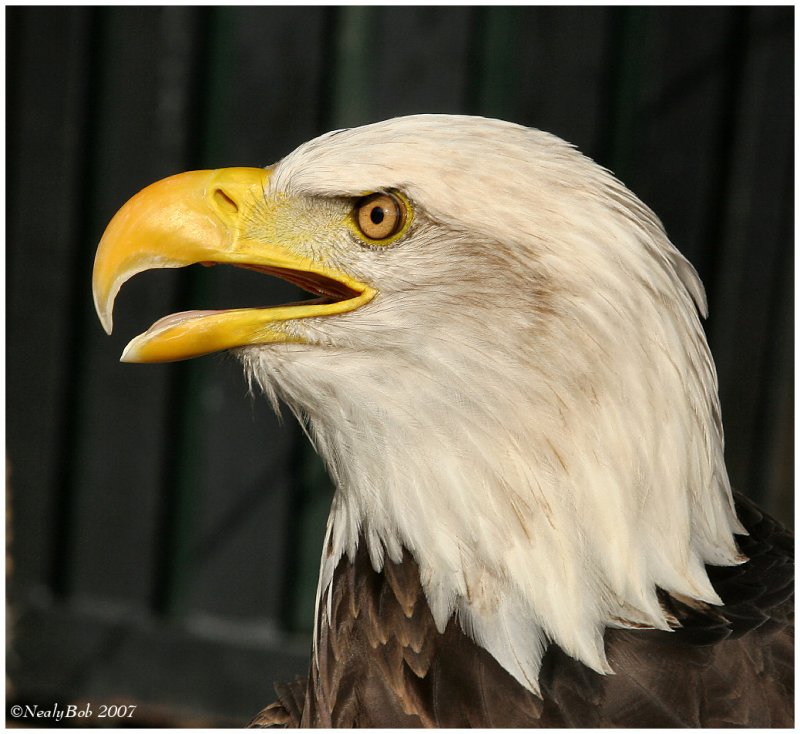 Bald Eagle October 8 *