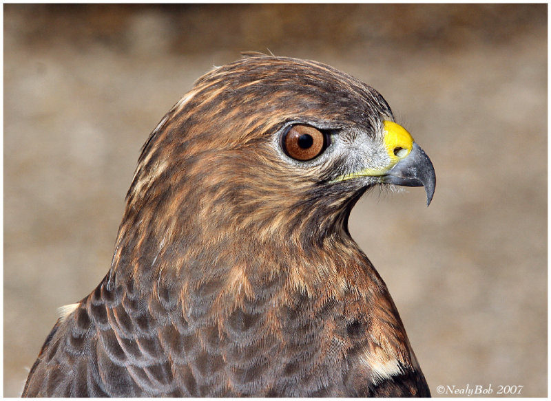 Broad-Winged Hawk