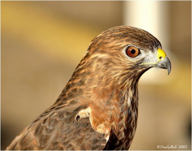 Broad-Winged Hawk October 9 *