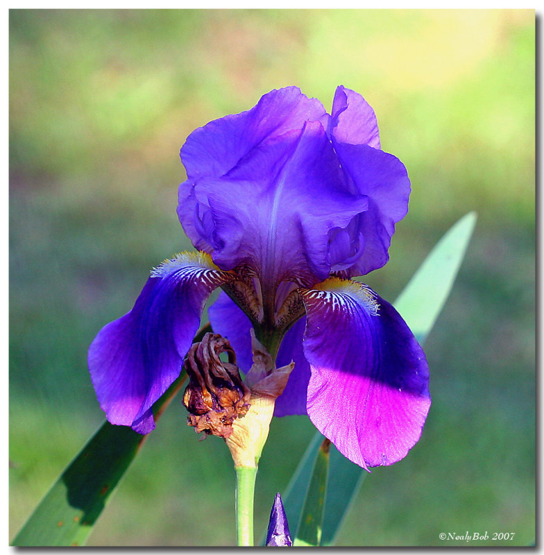 Iris December 15