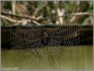Spider Web October 20 *