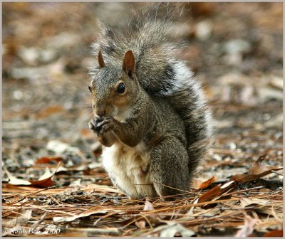 Squirrel November 9 *