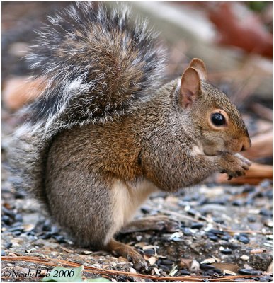 Squirrel December 5 *