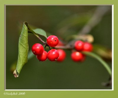 Red Berries December 6 *