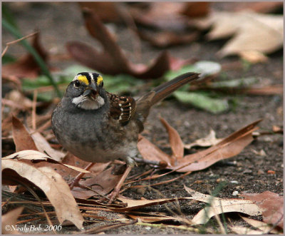 White Throated Sparrow December 12 *