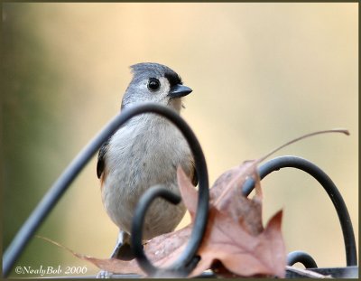 Tufted Titmouse December 13 *