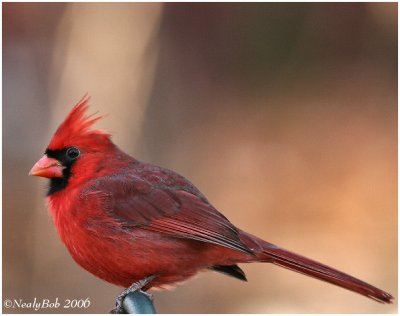 Cardinal December 23 *