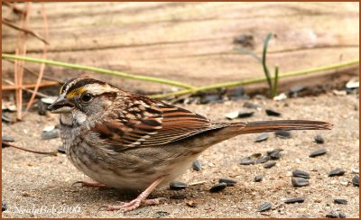 Sparrow December 29 *