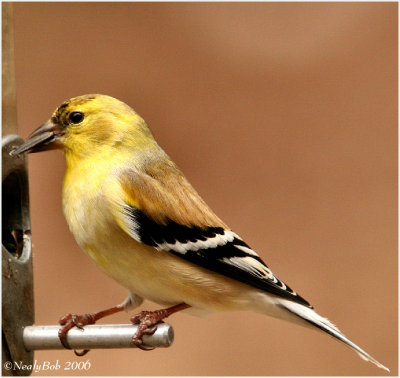 GoldFinch January 12 *