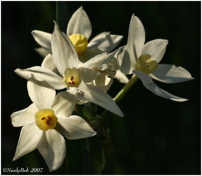 Daffodil January 26 *