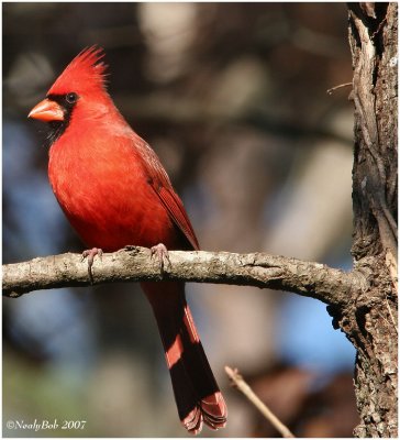 Red Bird January 27 *