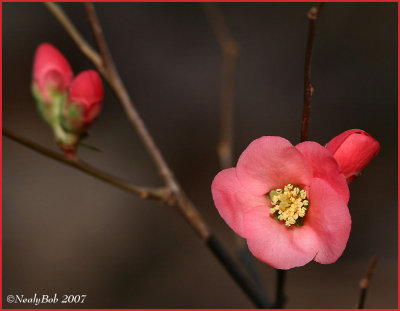Flowering Quince January 29 *