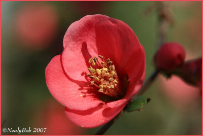 Flowering Quince February 1 *