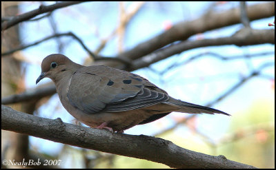 Mourning Dove February 2 *
