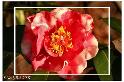  Variegated Camellia  February 3 *