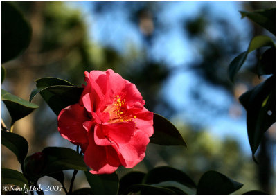  Variegated Camellia February 12 *