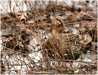 Mallard Duck February 14 *