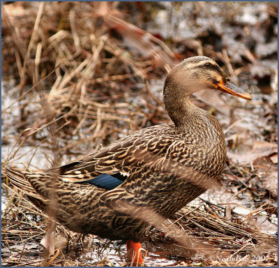 Female Mallard