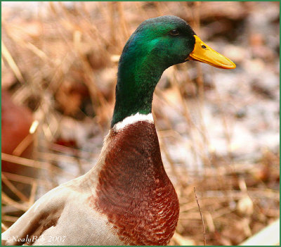 Mallard Duck February 15 *