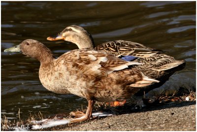 Two Ducks February 22 *