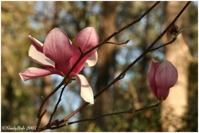 Tulip Tree Bloom