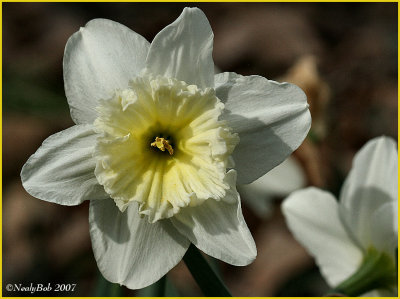 White Daffodil March 3 *