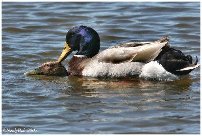 Duck Love March 7 *