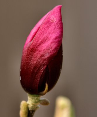 Tulip Tree